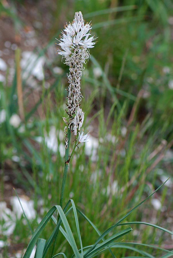 Asphodelus macrocarpus